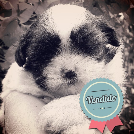 Shih Tzu Hembra Shih Tzu Hembra