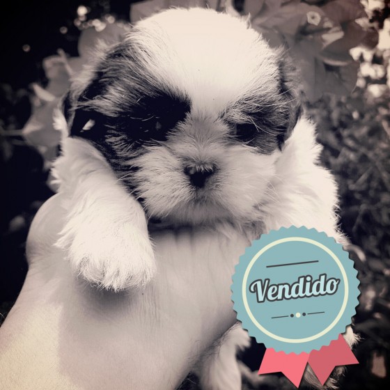 Shih Tzu Hembra Shih Tzu Hembra