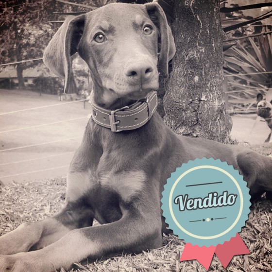 Doberman Café, Hembra Doberman Café, Hembra