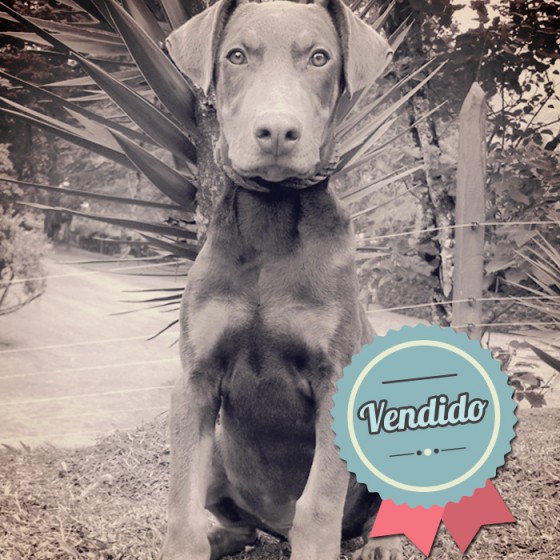 Doberman Café Macho Doberman Café Macho