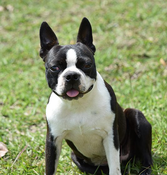 boston-terrier-(1)