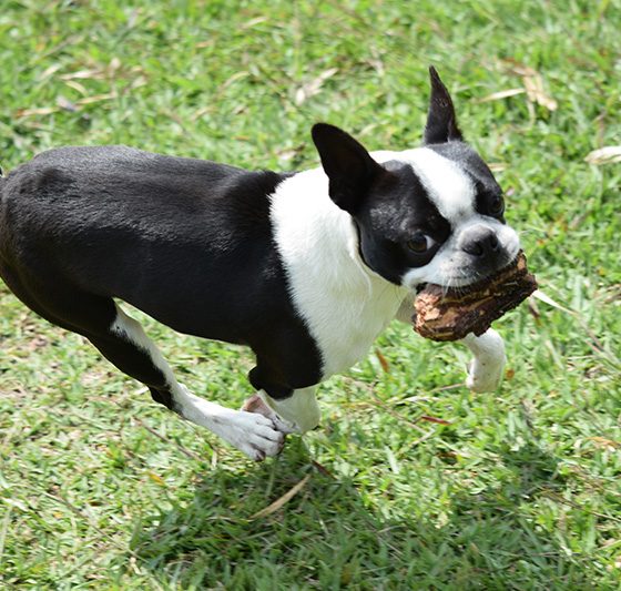 boston-terrier-(2)
