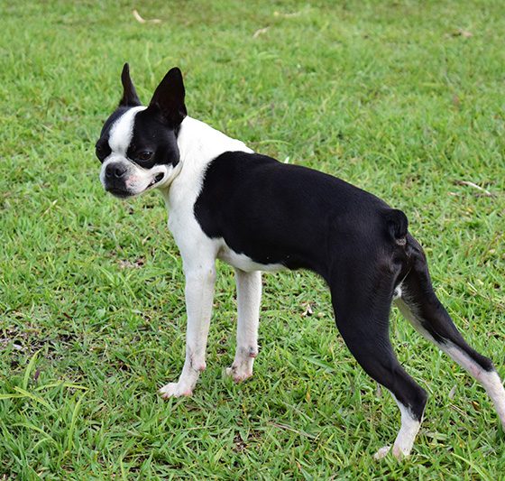 boston-terrier-(3)