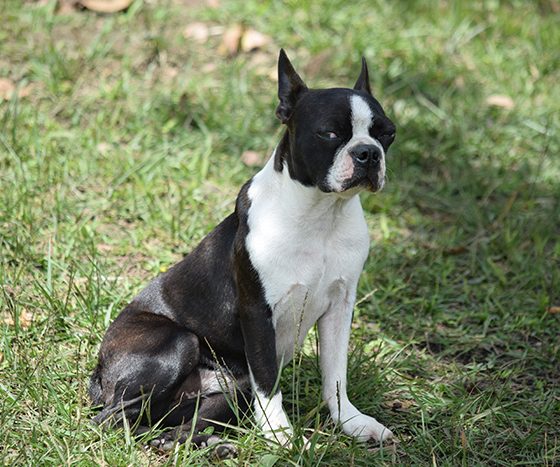 boston-terrier-(4)