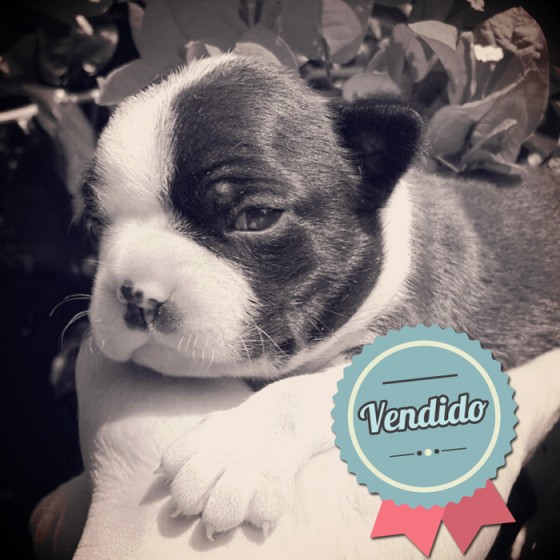 Boston Terrier, Macho Boston Terrier, Macho