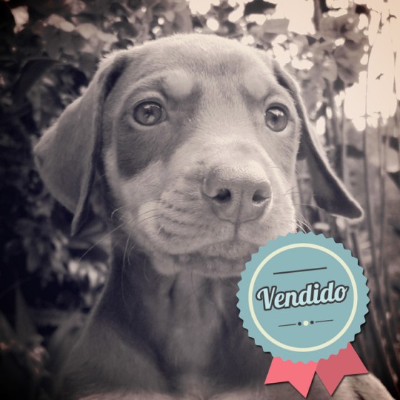 Dóberman Café Hembra Dóberman Café Hembra