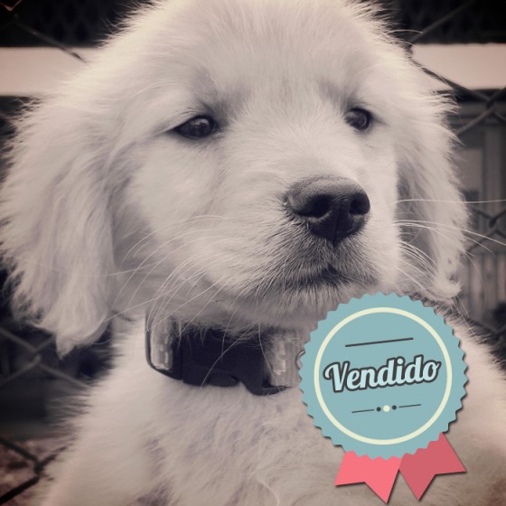 Golden Retriever, macho Golden Retriever, macho