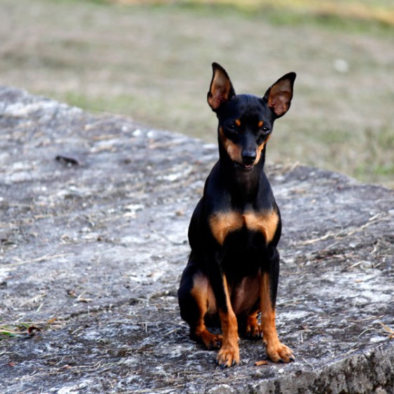 pinscher-venta-cachorro