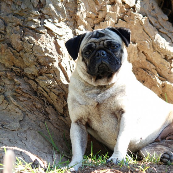 pug-2
