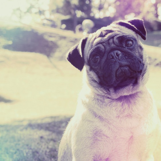 pug-3