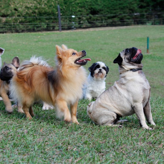 pug