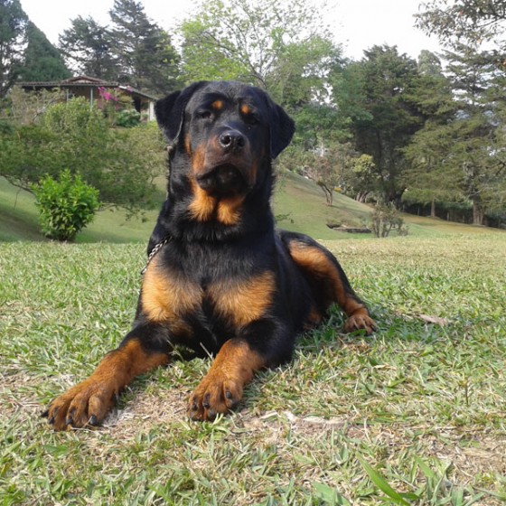 rottwailer-hembra-venta