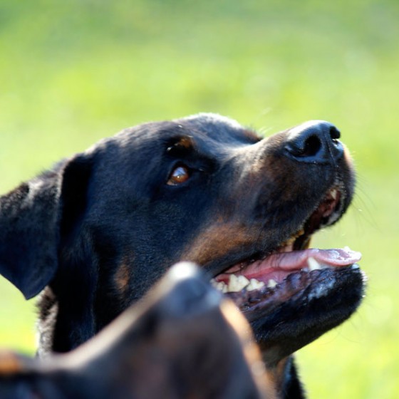 rottweiler-medellin-1
