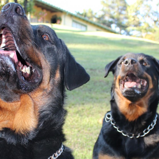 rottweiler-medellin-3