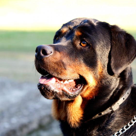rottweiler-medellin-4