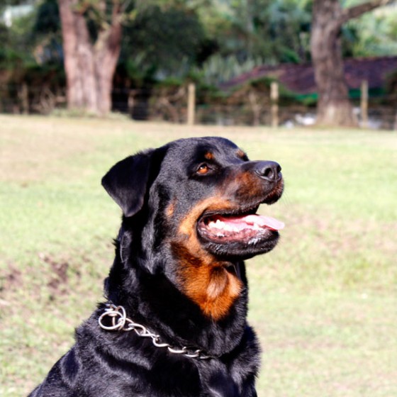 rottweiler-medellin-6