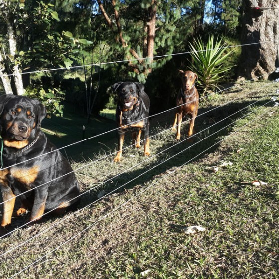 rottweiler-venta