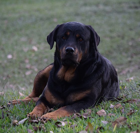 rotweiler-nuevas-(1)