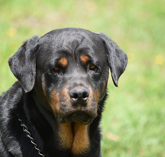 rotweiler-nuevas-(2)