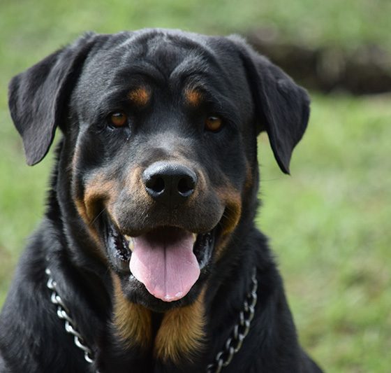 rotweiler-nuevas-(3)