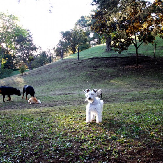 schnauzer-cachorros