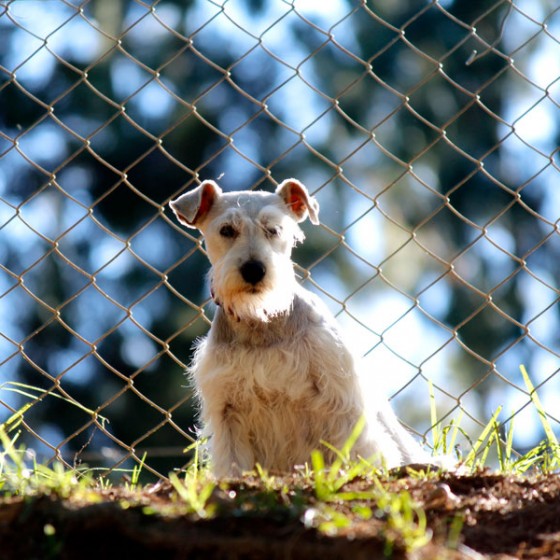schnauzer-medellin-venta