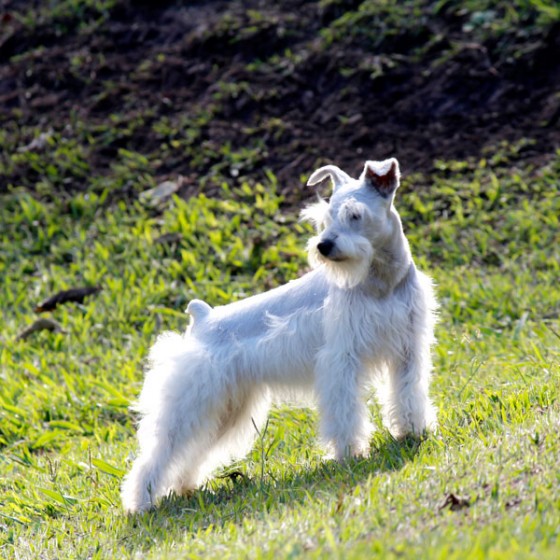 schnauzer-raza