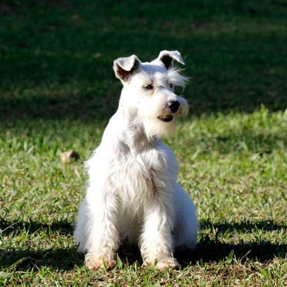 schnauzer-venta