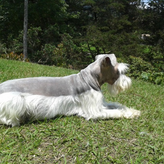 schnauzer-venta-cachorros