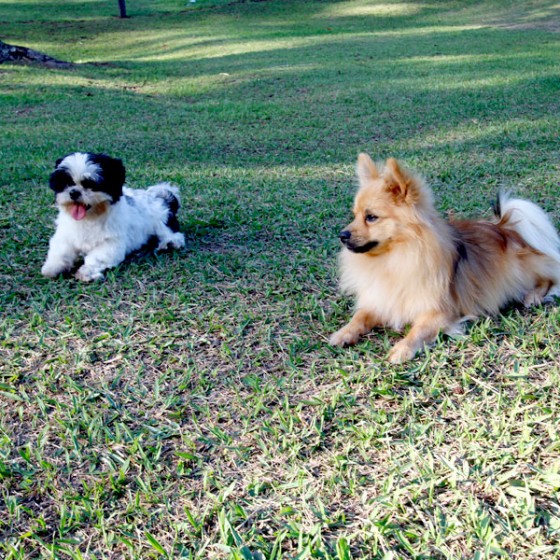 shih-tzu-hembra