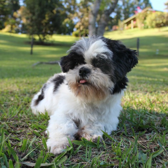 shih-tzu-hembra-yaya