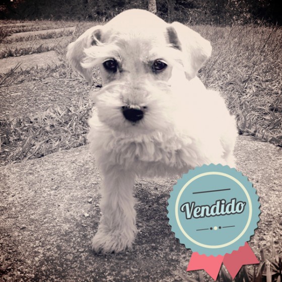 Schnauzer Blanco Mini, Macho Schnauzer Blanco Mini, Macho