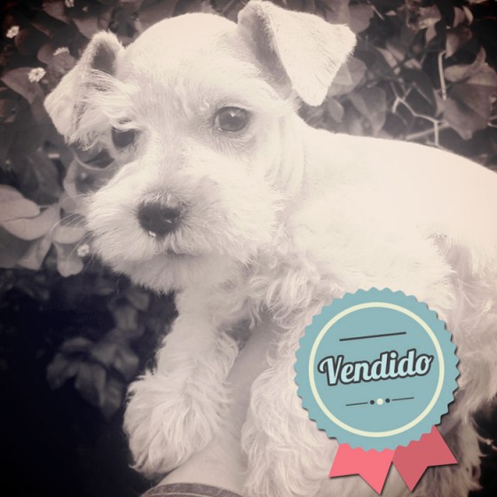 Schnauzer Blanco Mini, Hembra Schnauzer Blanco Mini, Hembra