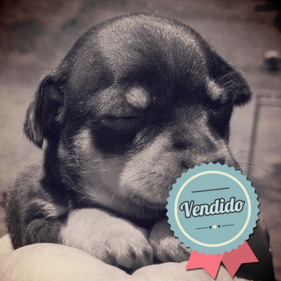 Pincher, macho Pincher, macho