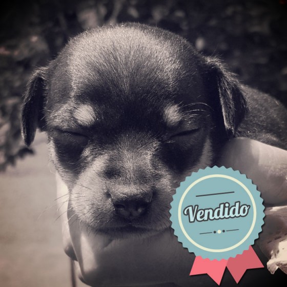 Pincher, hembra Pincher, hembra