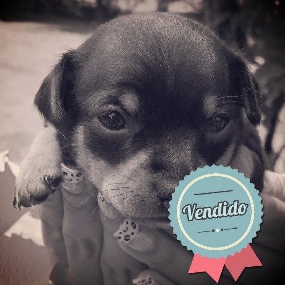 Pincher, hembra Pincher, hembra