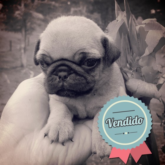 Pug, hembra Pug, hembra