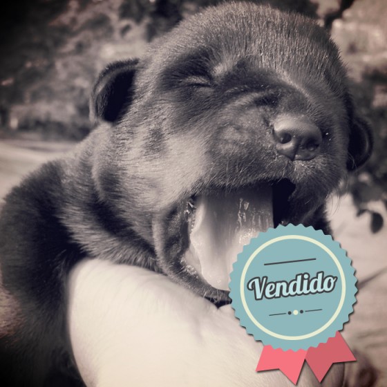 Rottweiler, hembra Rottweiler, hembra