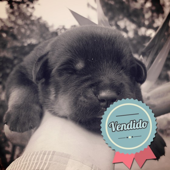 Rottweiler, macho Rottweiler, macho