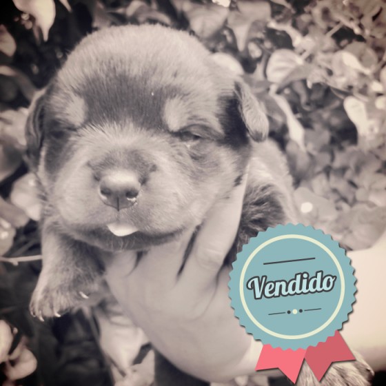 Rottweiler, Hembra Rottweiler, Hembra