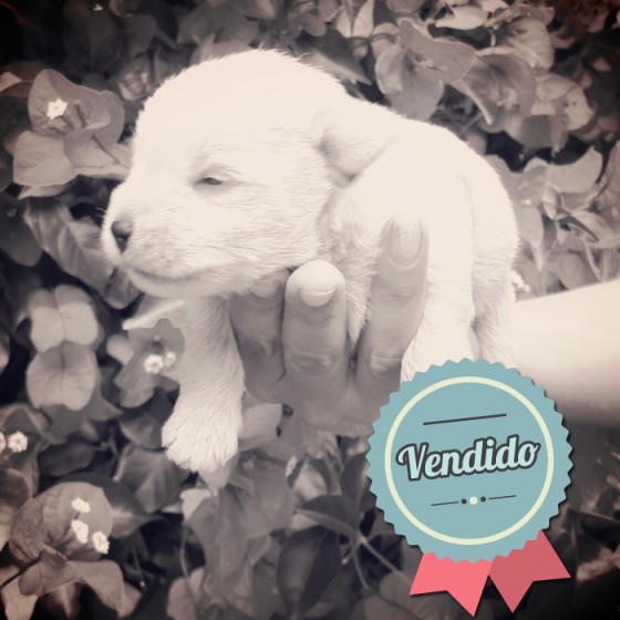 Schnauzer Blanco, Macho Schnauzer Blanco, Macho