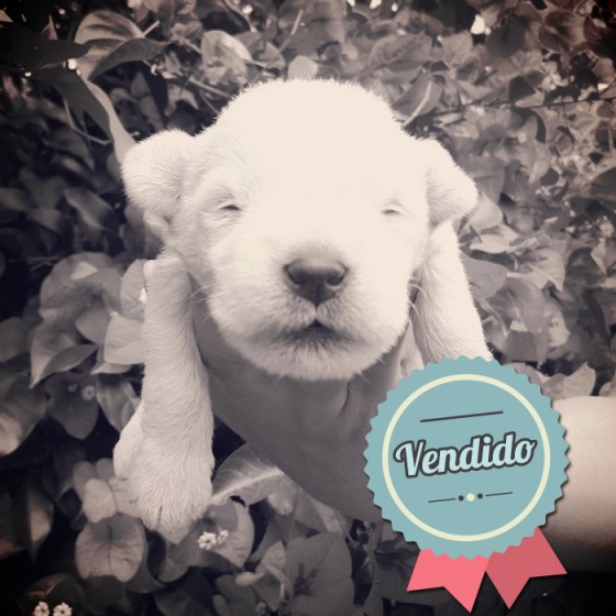 Schnauzer Blanco, Macho Schnauzer Blanco, Macho