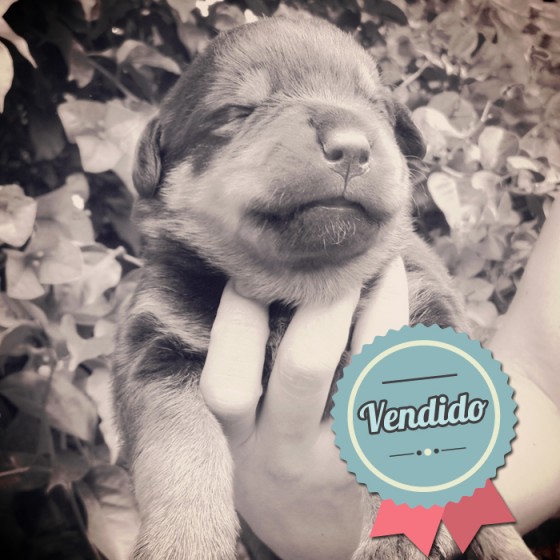 Rottweiler, Hembra Rottweiler, Hembra