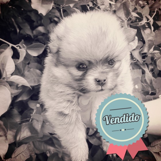 Pomerania, Macho Pomerania, Macho