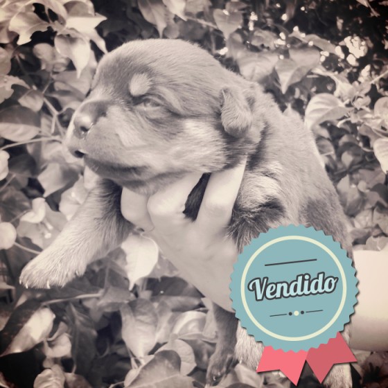 Rottweiler, Hembra Rottweiler, Hembra