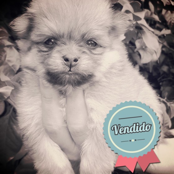 Pomerania, Hembra Pomerania, Hembra