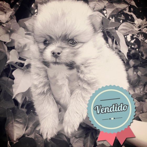 Pomerania, Hembra Pomerania, Hembra