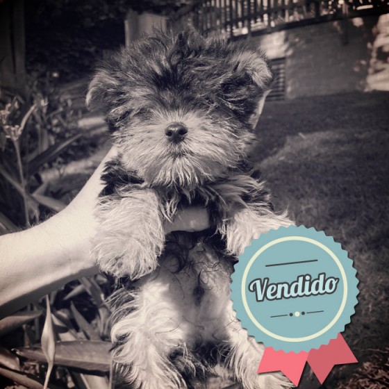 Yorkshire Terrier, Macho Yorkshire Terrier, Macho