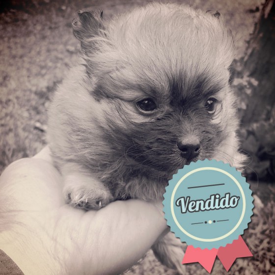 Pomerania, hembra Pomerania, hembra