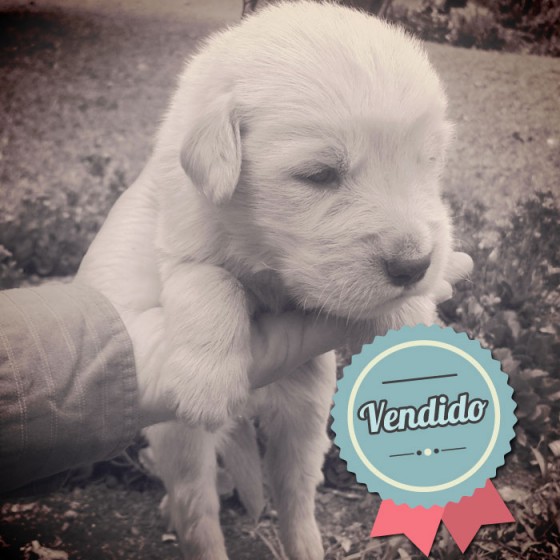 Golden Retriever, hembra Golden Retriever, hembra